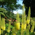 Eremurus bungei